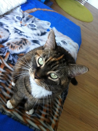 Home visits for cat - my firts at home cat siting : Bibite :)
